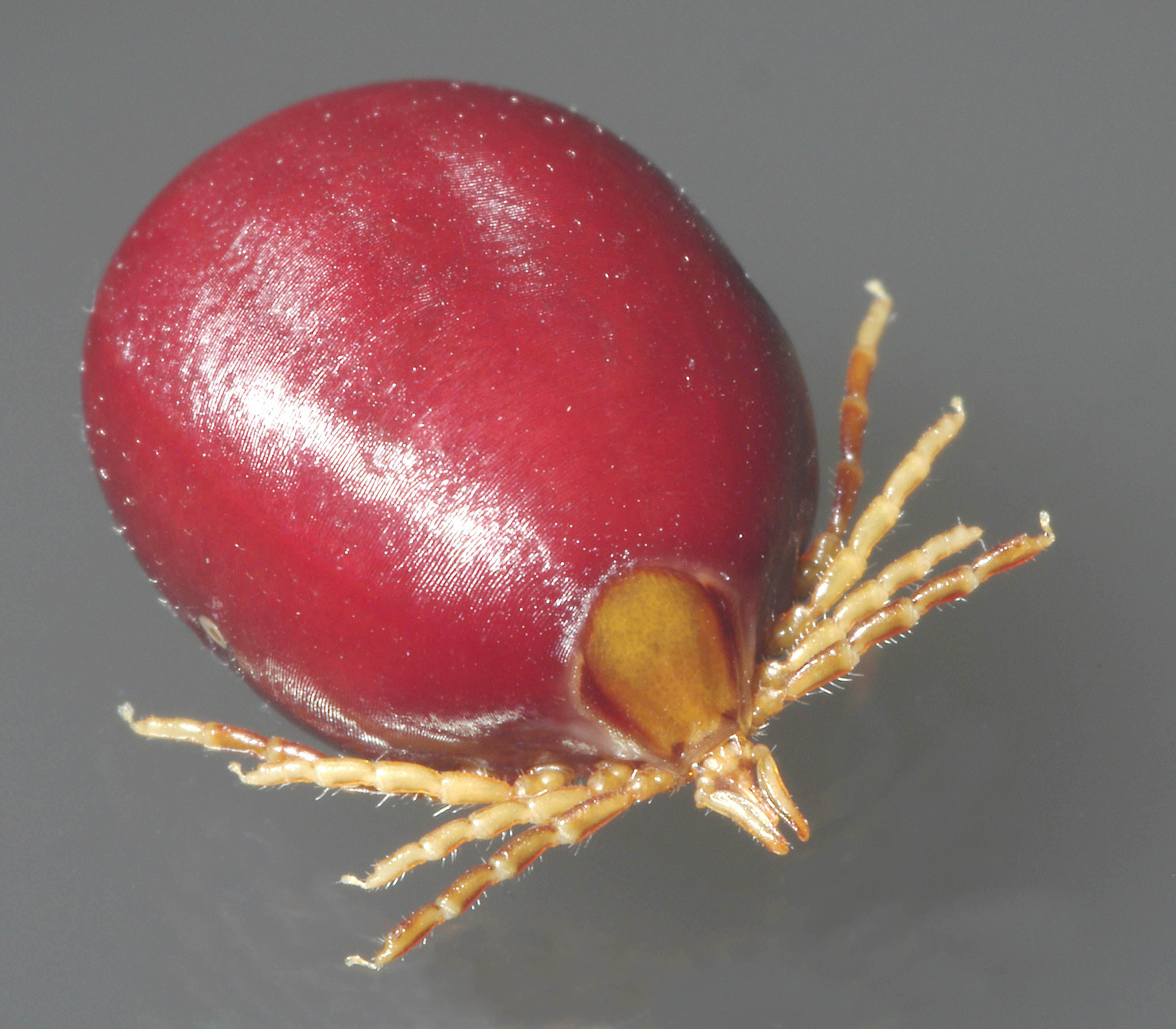 Ixodes holocyclus causes tick paralysis in Australian pets. The Spatial Epidemiology Lab (SpatialEpi) is a medical geography and disease ecology research group based at the University of Queensland that is developing integrated biosecurity management tools for monitoring tick paralysis risk in Australia.